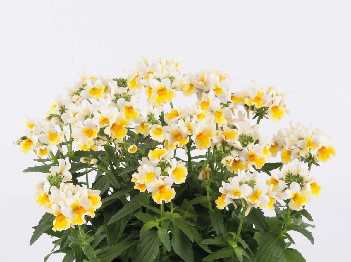 SUNPEDDLE® Yellow White | Urban Nemesia