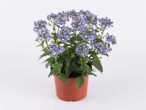 SUNPEDDLE® Blue Rose | Urban Nemesia