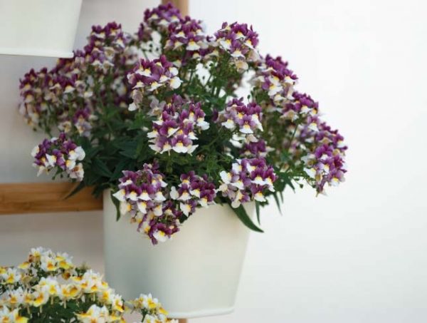 SUNPEDDLE® Painted Rose | Urban Nemesia