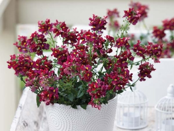 SUNPEDDLE® Red | Urban Nemesia