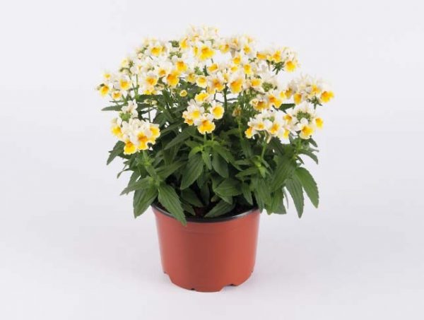 SUNPEDDLE® Yellow White | Urban Nemesia